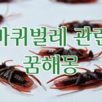 바퀴벌레 관련 꿈해몽