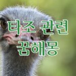 타조 관련 꿈해몽