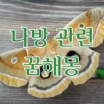 나방 관련 꿈해몽