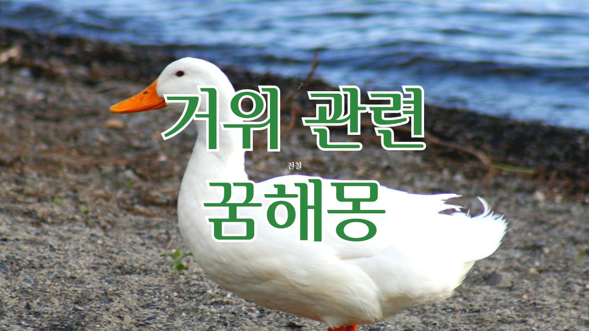 거위 관련 꿈해몽