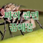 파리 관련 꿈해몽