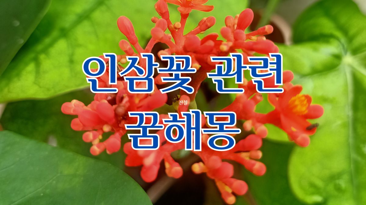 인삼꽃 관련 꿈해몽