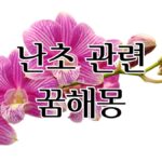 난초 관련 꿈해몽