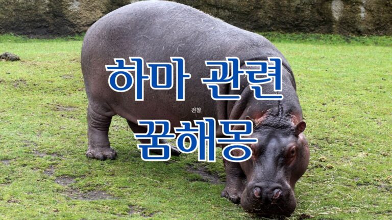 하마 관련 꿈해몽