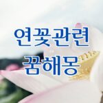 연꽃 관련 꿈해몽