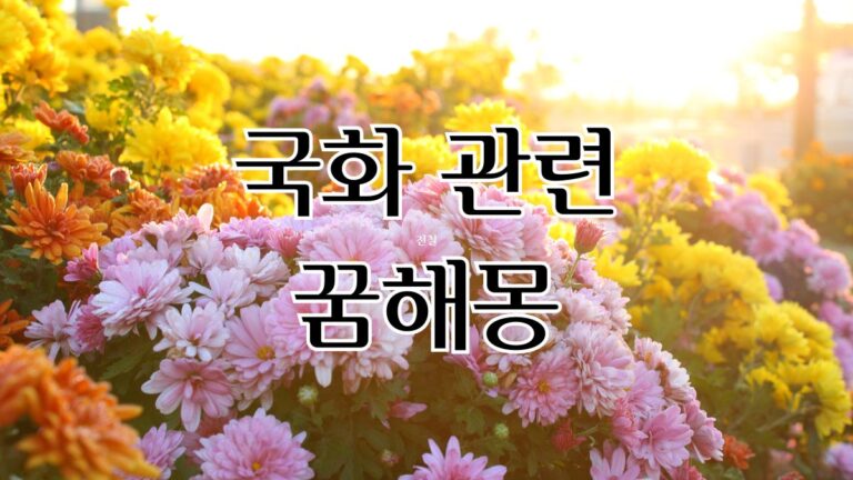 국화 관련 꿈해몽