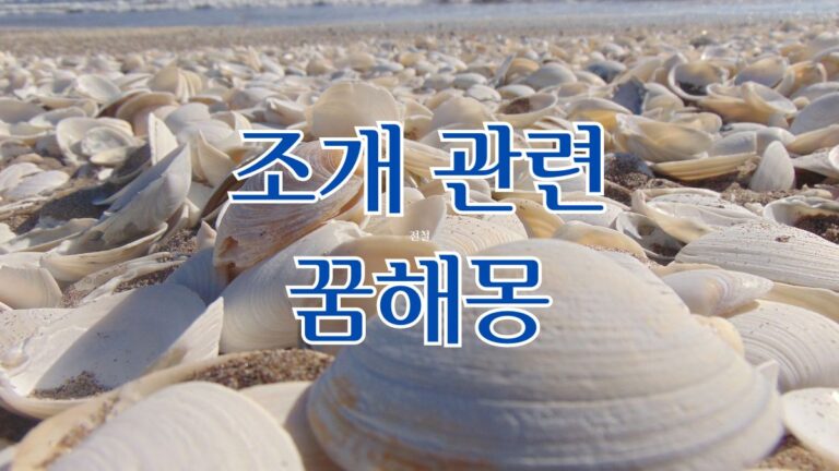 조개관련 꿈해몽