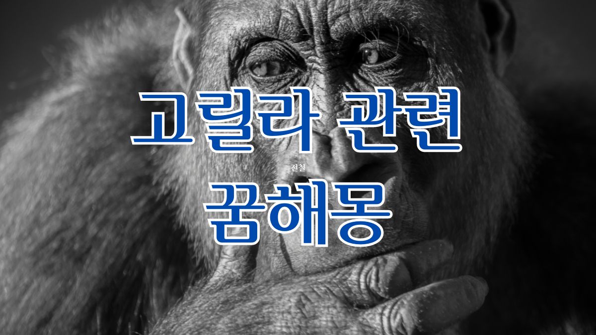 고릴라 관련 꿈해몽