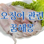 오징어 관련 꿈해몽