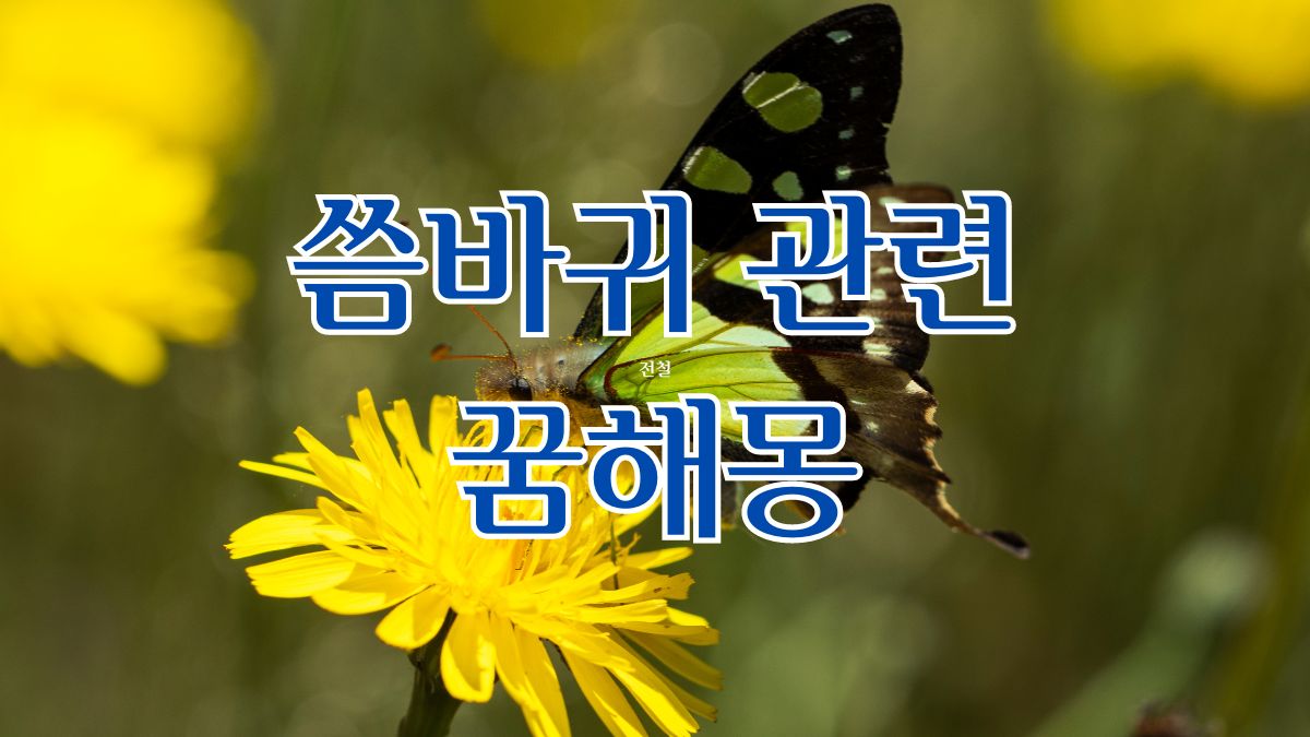 씀바귀 관련 꿈해몽