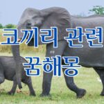 코끼리 관련 꿈해몽