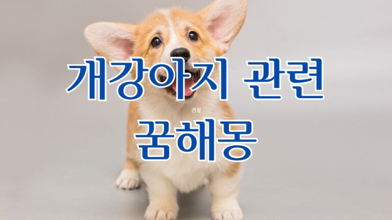 개강아지 관련 꿈해몽