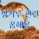 캥거루 관련 꿈해몽