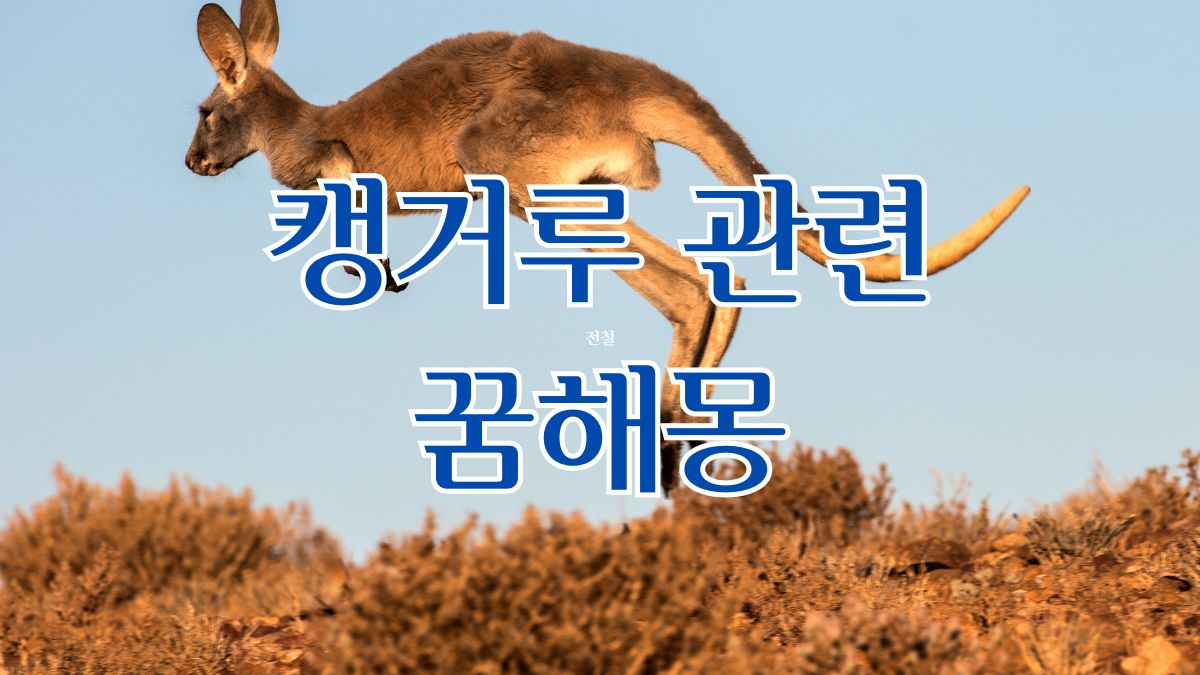 캥거루 관련 꿈해몽