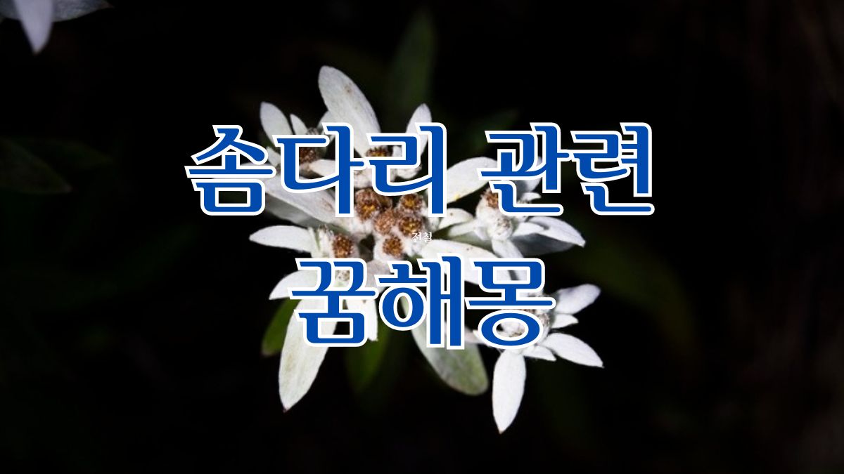 솜다리 관련 꿈해몽