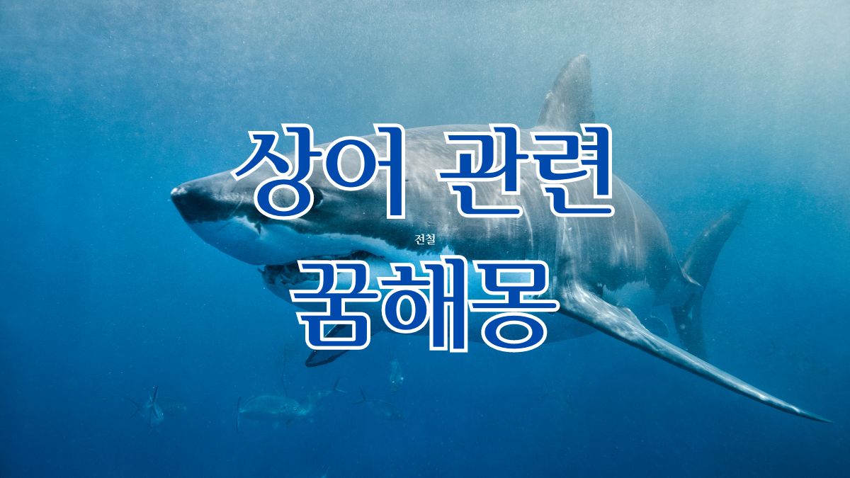 상어 관련 꿈해몽