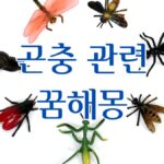 곤충 관련 꿈해몽