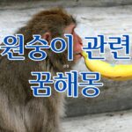 원숭이 관련 꿈해몽