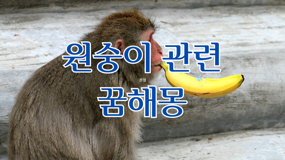 원숭이 관련 꿈해몽