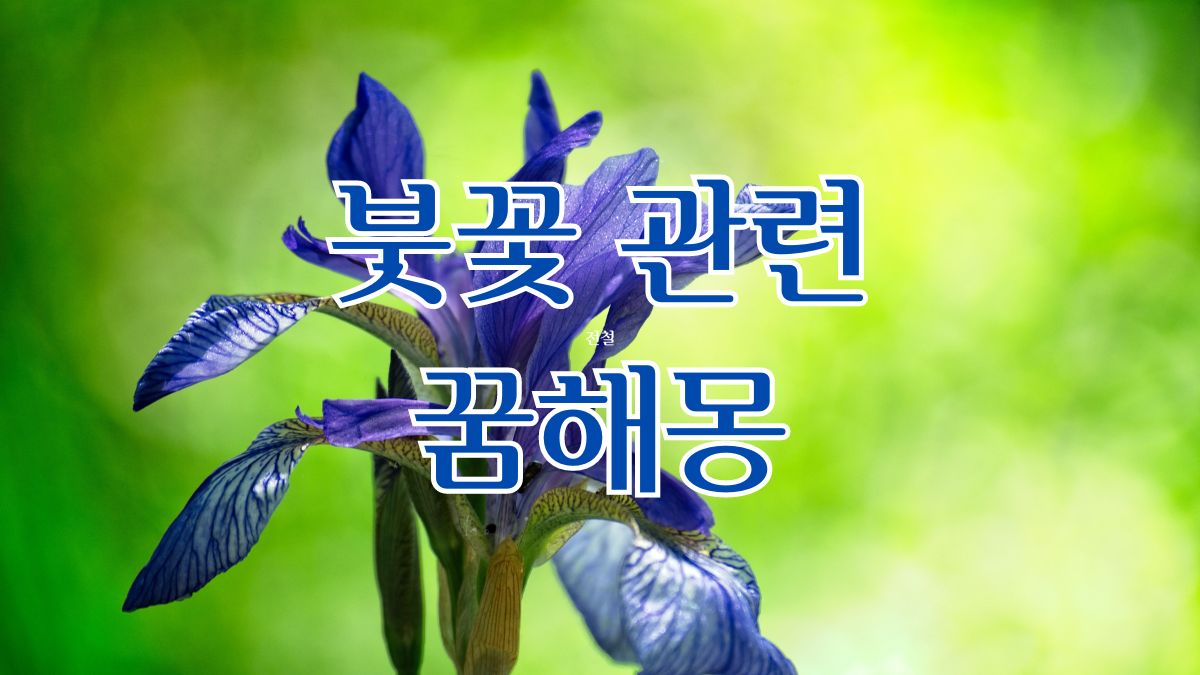 붓꽃 관련 꿈해몽