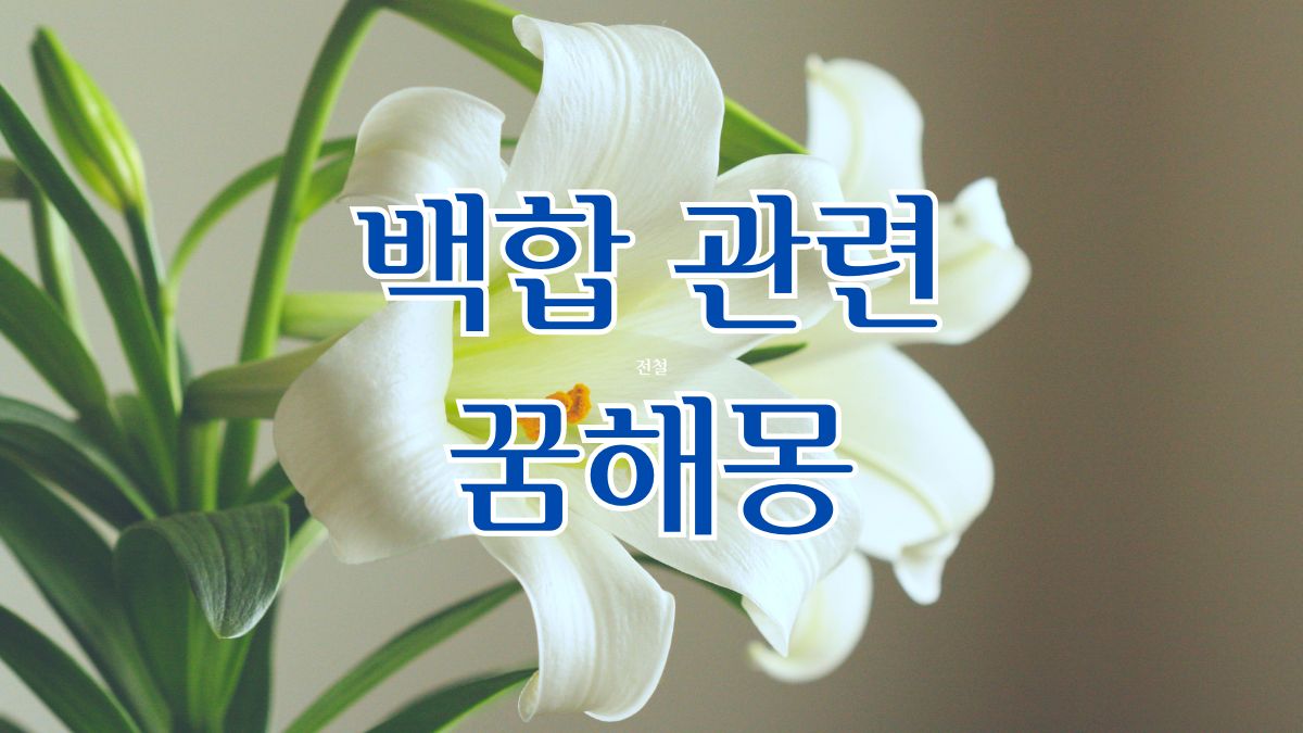 백합 관련 꿈해몽