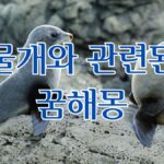 물개와 관련된 꿈해몽