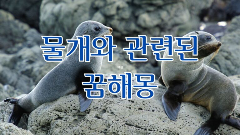 물개와 관련된 꿈해몽