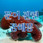 문어 관련 꿈해몽