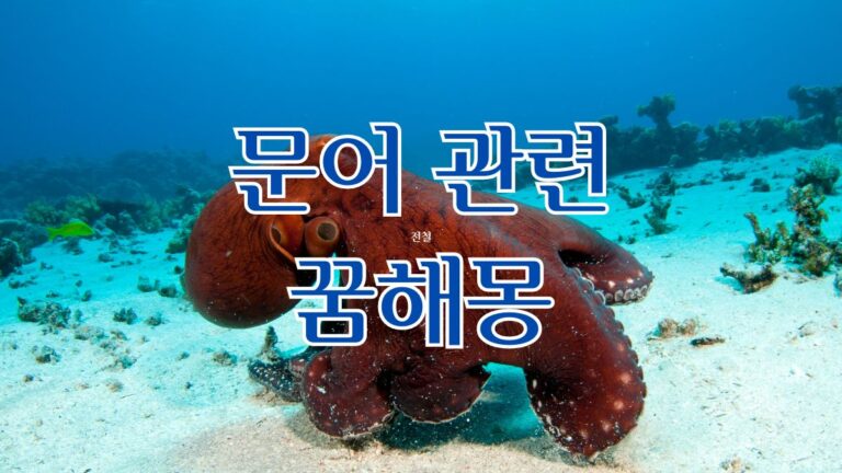 문어 관련 꿈해몽