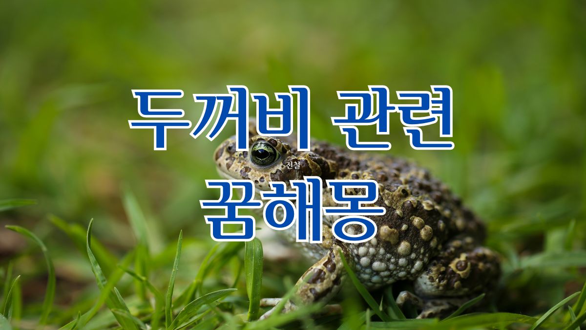 두꺼비 관련 꿈해몽