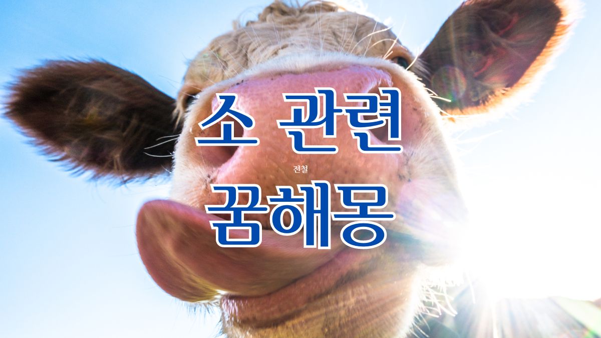 소 관련 꿈해몽