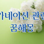 카네이션 관련 꿈해몽