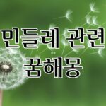 민들레 관련 꿈해몽