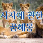 사자에 관한 꿈해몽