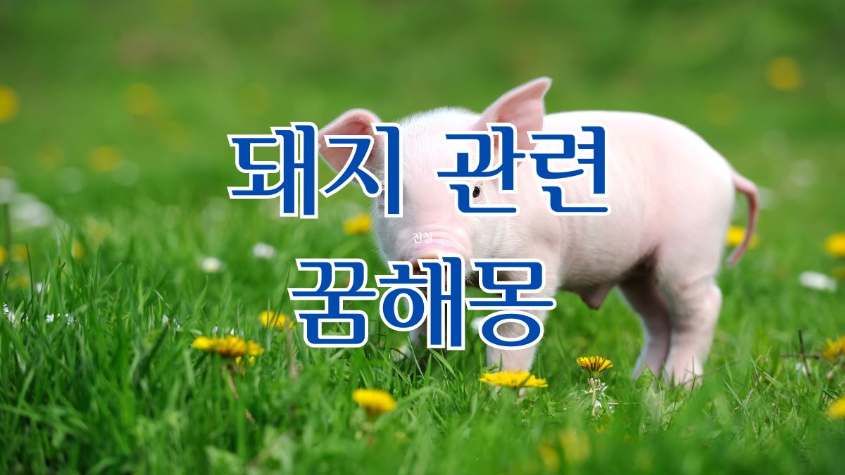 돼지 관련 꿈해몽