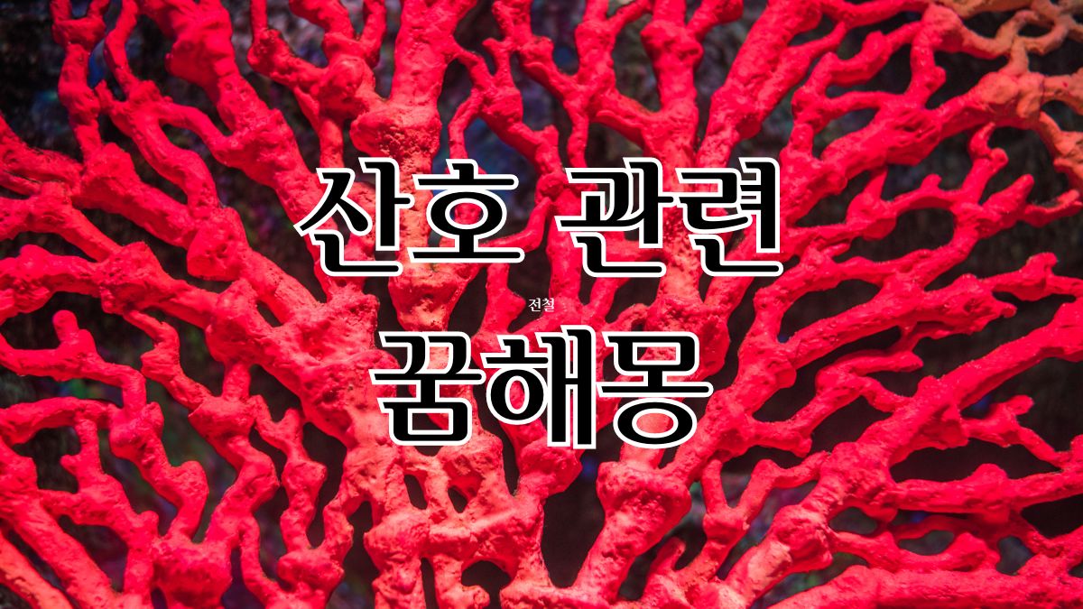 산호 관련 꿈해몽