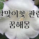 달맞이꽃 관련 꿈해몽