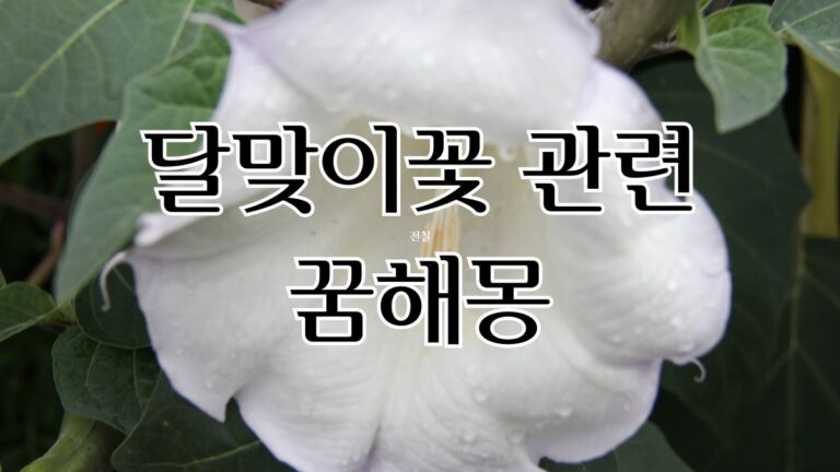 달맞이꽃 관련 꿈해몽