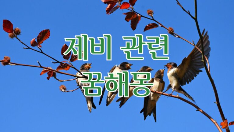 제비 관련 꿈해몽