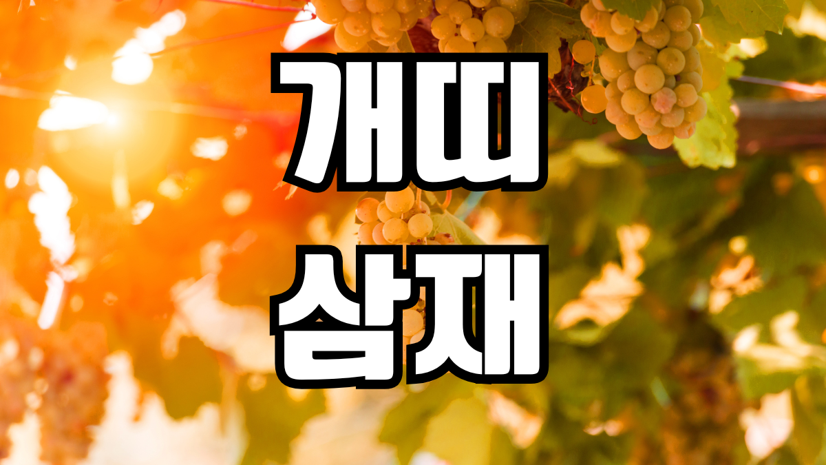 개띠 삼재