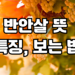 반안살 뜻