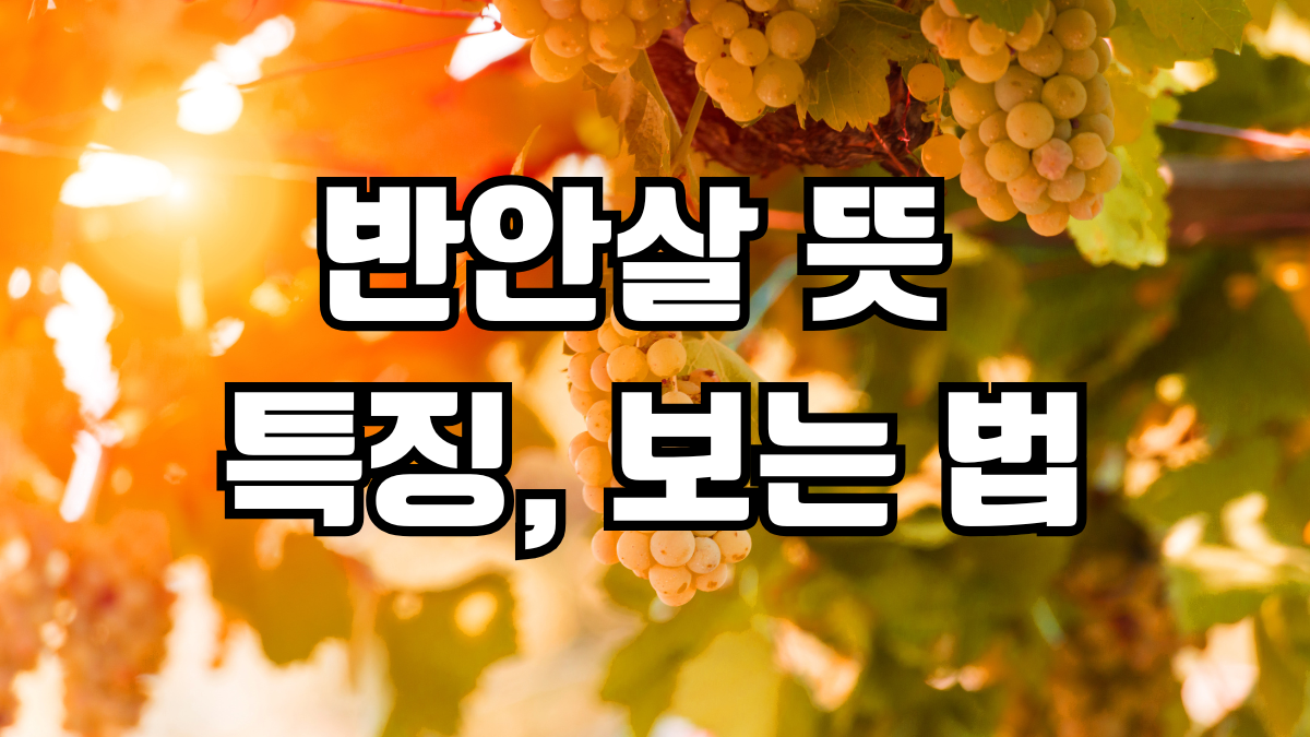 반안살 뜻