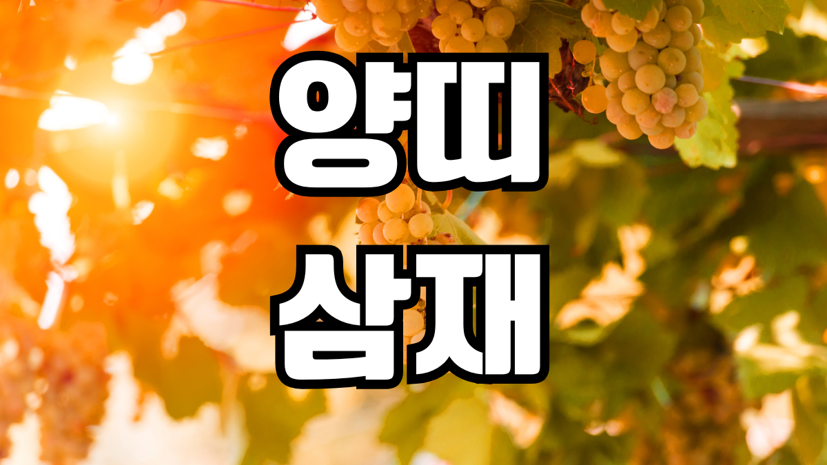 양띠 삼재