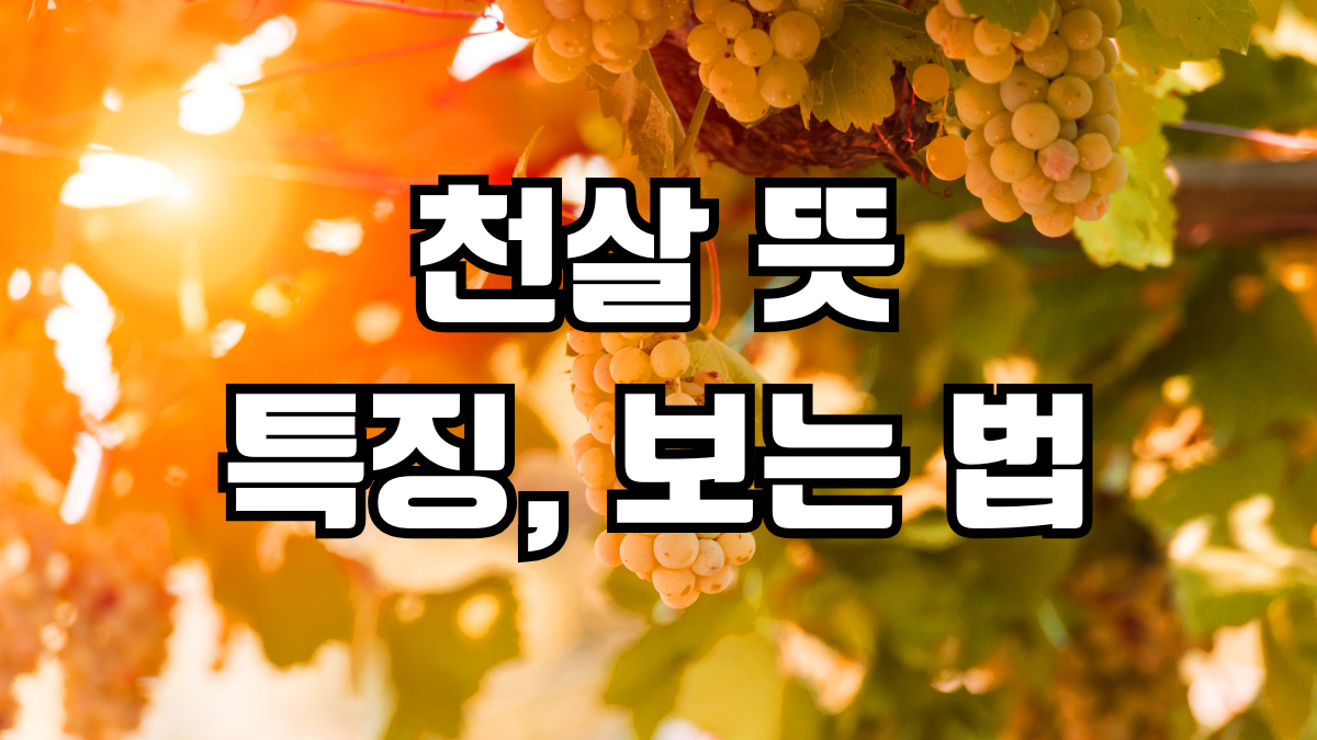 천살 뜻